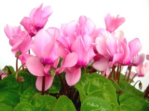 bramboik 586854 100727 L